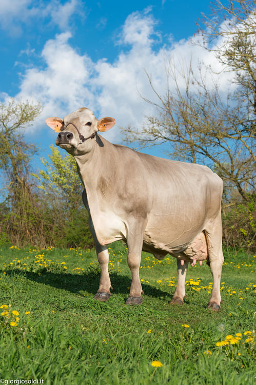 Toro Brown Swiss MALCOLM