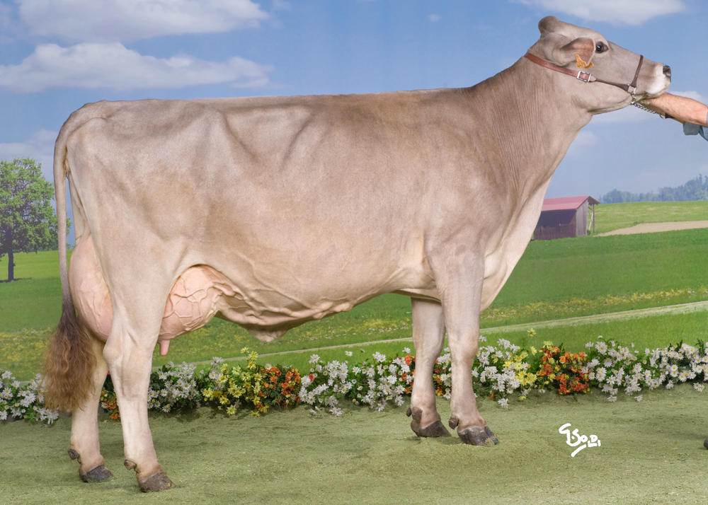 Toro Brown Swiss MALCOLM - Imagen 3