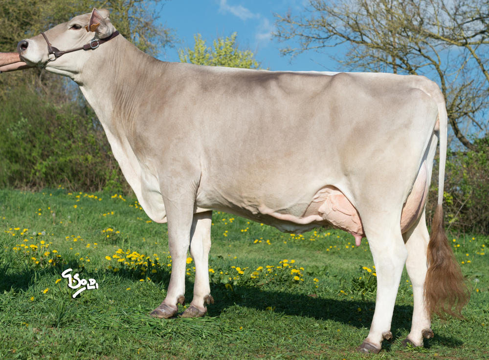 Toro Brown Swiss MALCOLM - Imagen 2