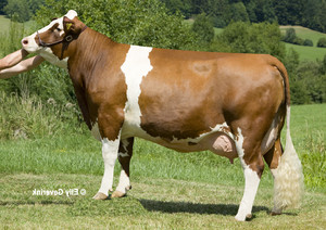 Toro Fleckvieh GS EQUADOR - Imagen 2