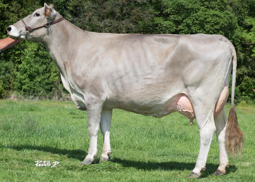 Toro Brown Swiss LUTHER - Imagen 3