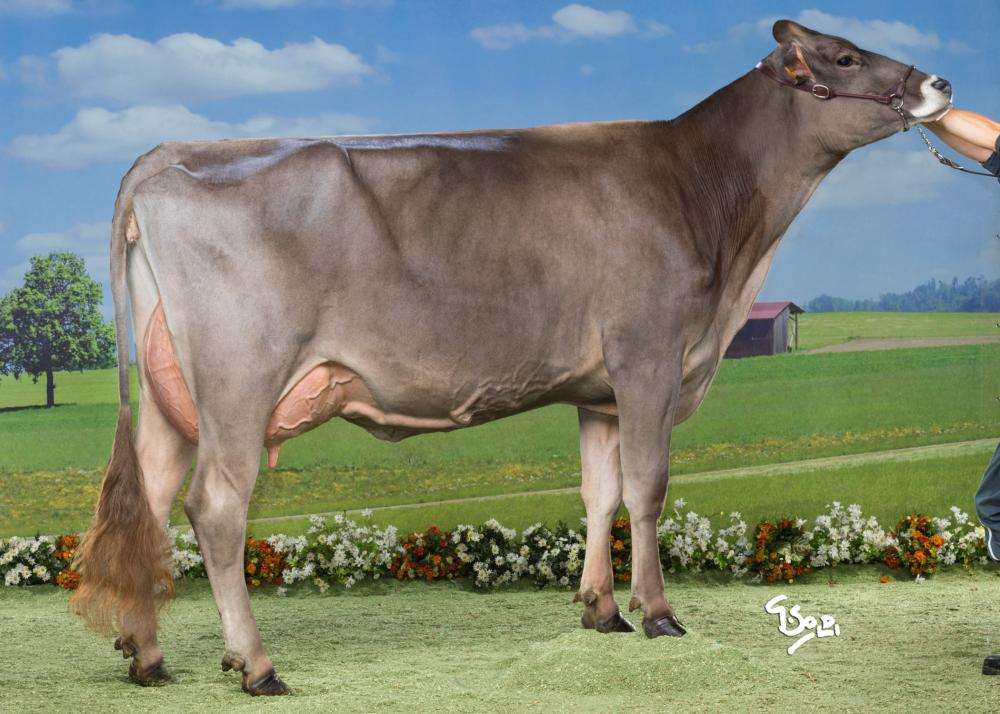 Toro Brown Swiss CALWEEN - Imagen 2