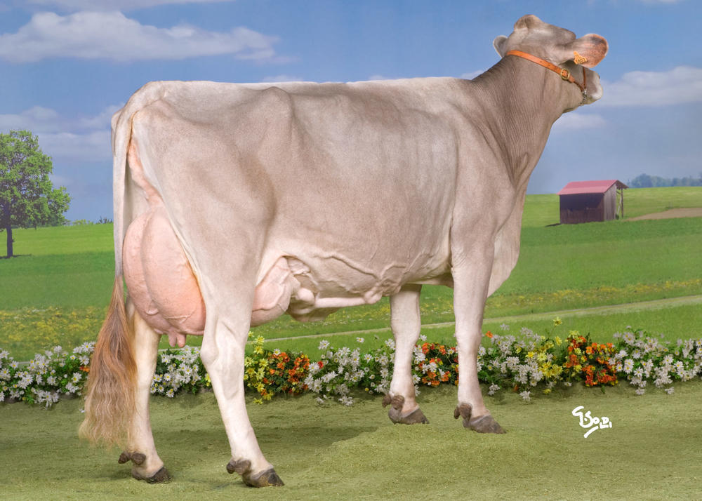 Toro Brown Swiss ISOLD - Imagen 2