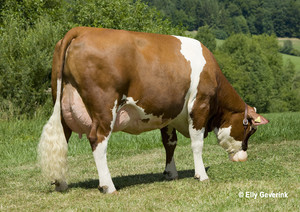 Toro Fleckvieh GS EQUADOR - Imagen 3