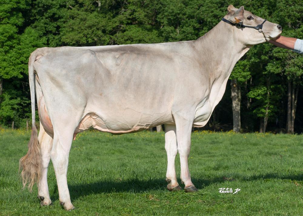 Toro Brown Swiss NAMUR - Imagen 3