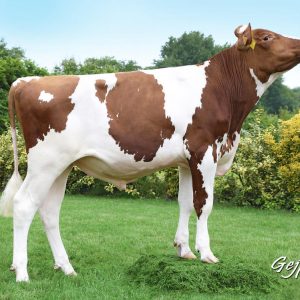 Toro Fleckvieh NEWLOOK