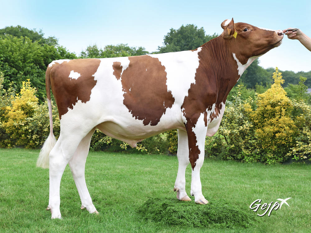 Toro Fleckvieh NEWLOOK