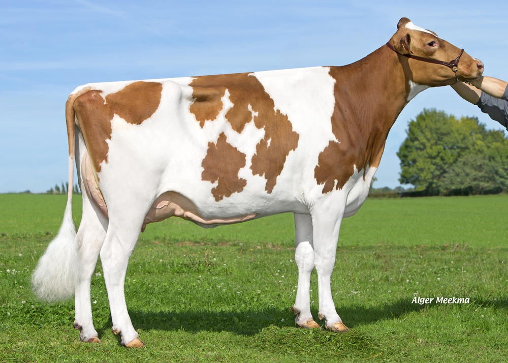 Toro Fleckvieh NEWLOOK - Imagen 2