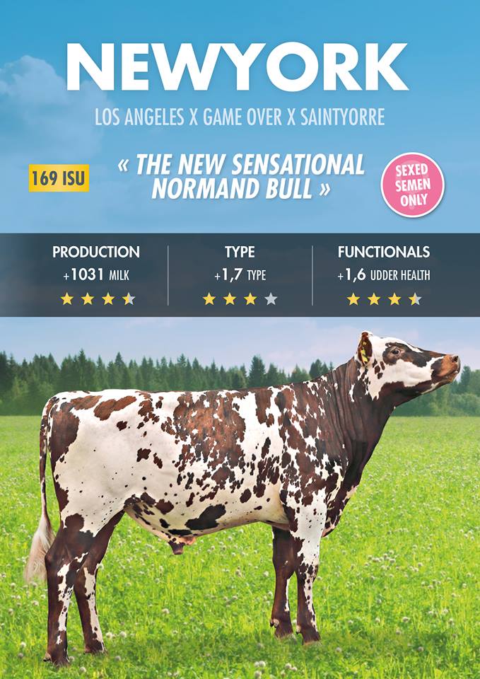 Toro Normando NEWYORK - Imagen 4