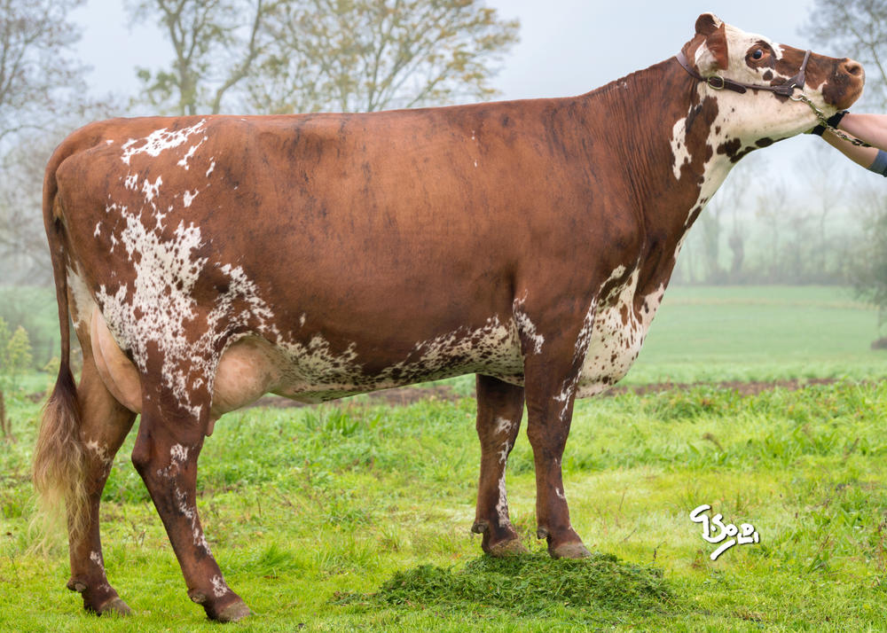 Toro Normando NOSTRADAM - Imagen 2