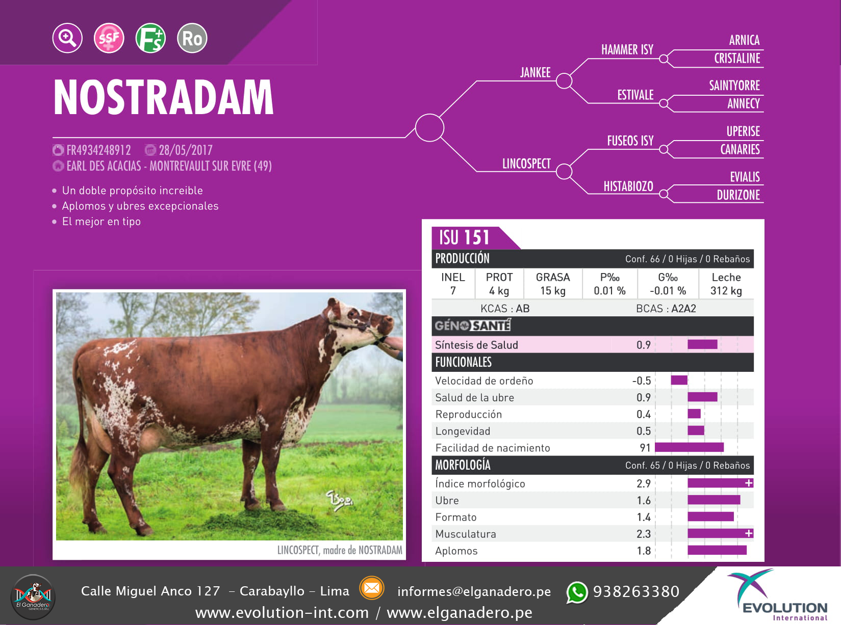 Toro Normando NOSTRADAM - Imagen 3