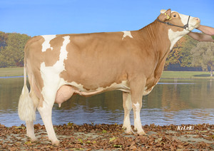 Toro Fleckvieh GS HEIDUCK - Imagen 4