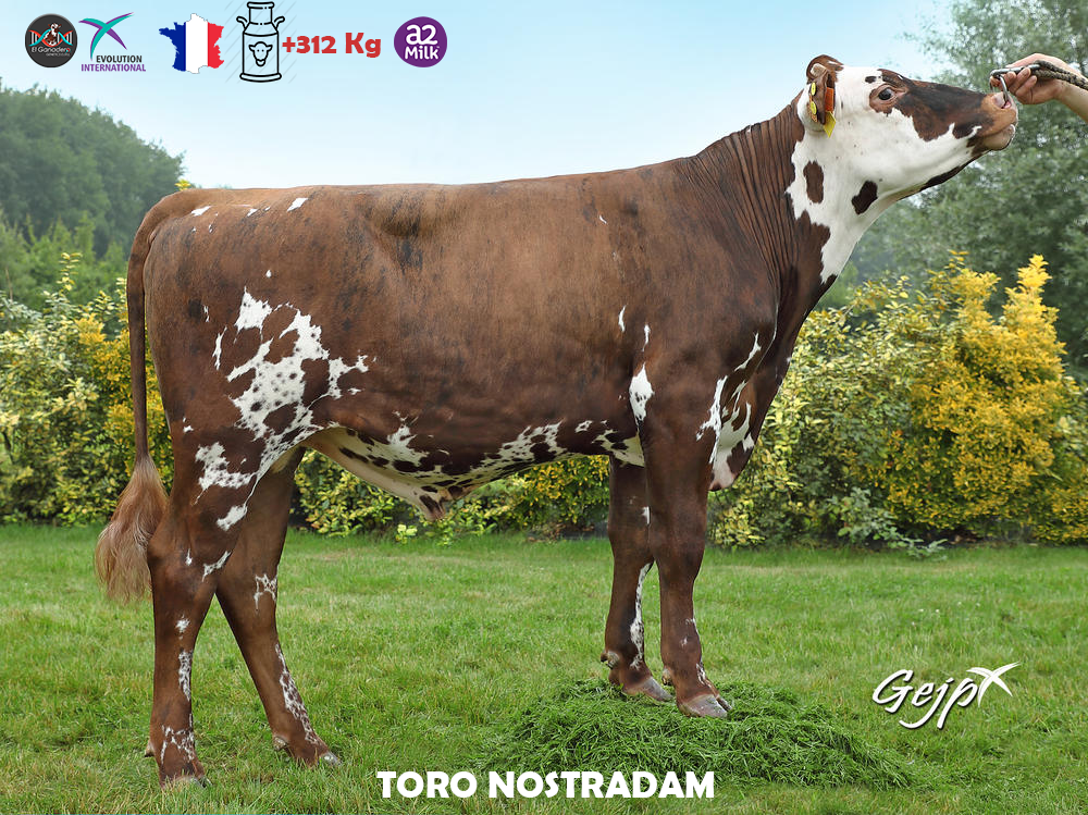 Toro Normando NOSTRADAM