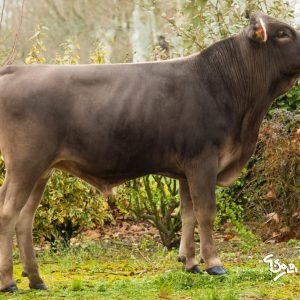 Toro Brown Swiss GARFIELD