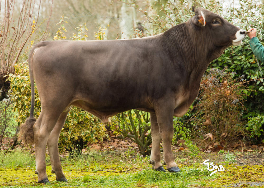 Toro Brown Swiss GARFIELD