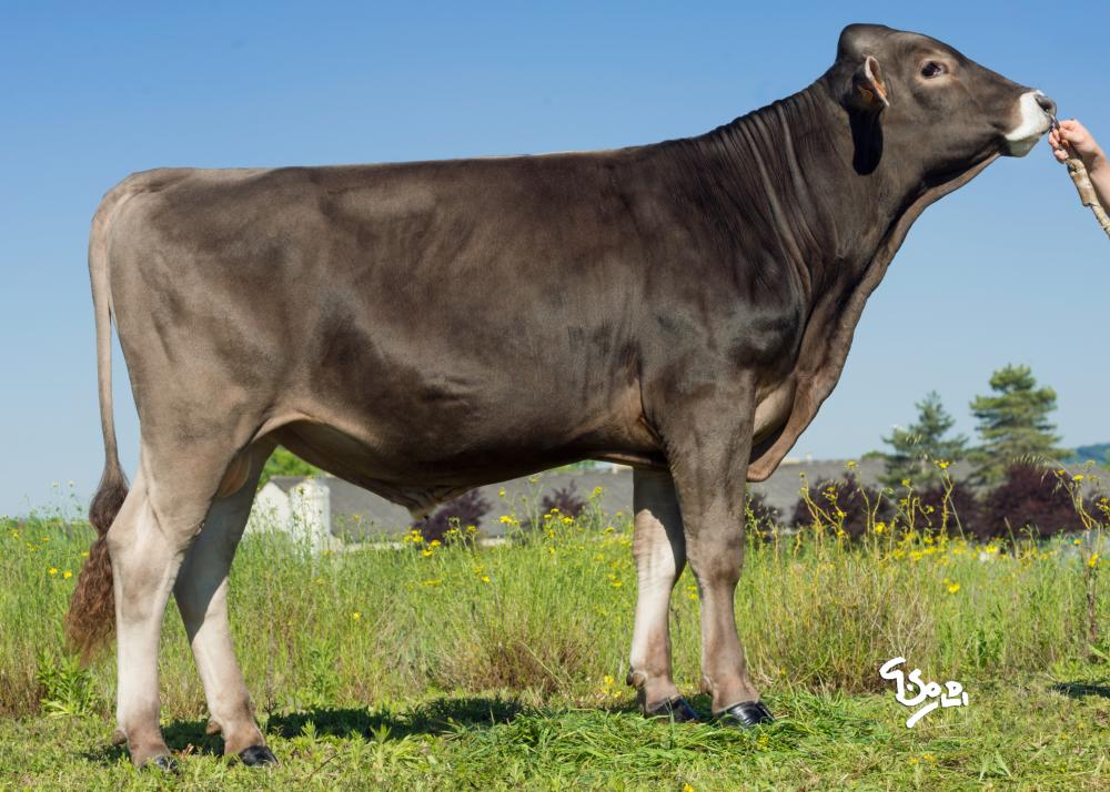Toro Brown Swiss IPOCILE - Imagen 2