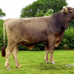 Toro Brown Swiss ISOLD