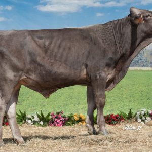 Toro Luther Brown Swiss