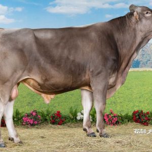 Toro Brown Swiss MAJESTE