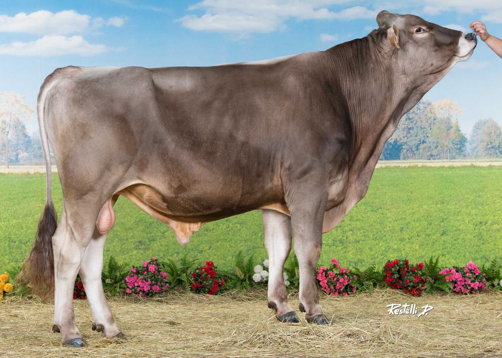 Toro Brown Swiss MAJESTE