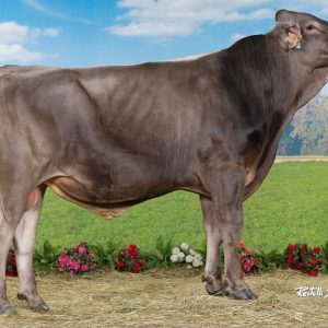 Toro Brown Swiss MELVIS