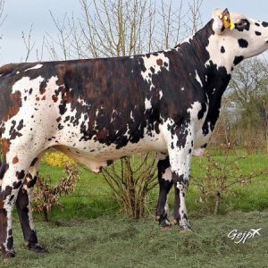 Toro Normando JIPIDJI