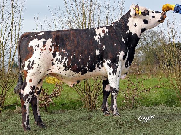 Toro Normando JIPIDJI