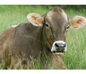 Raza Brown Swiss