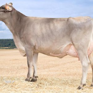 Toro Brown Swiss CALWEEN