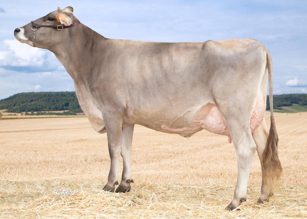 Toro Brown Swiss CALWEEN