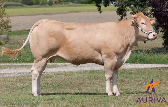 Toro Blonde D'Aquitaine Envol - Imagen 5