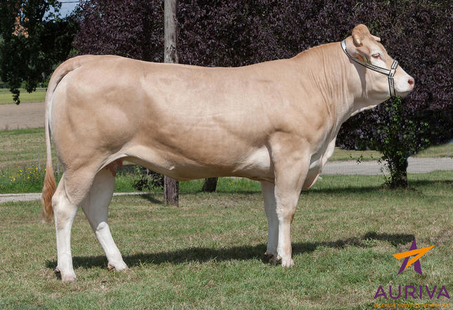 Toro Blonde D'Aquitaine Envol - Imagen 4