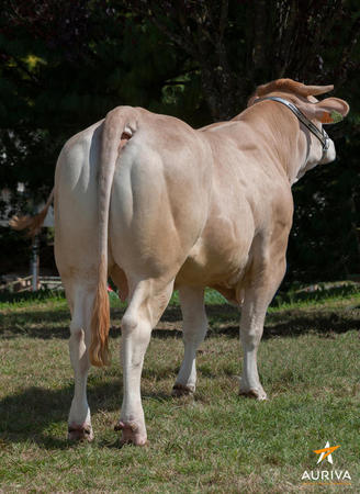 Toro Blonde D'Aquitaine Envol - Imagen 2