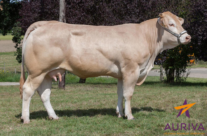 Toro Blonde D'Aquitaine Tinko - Imagen 2