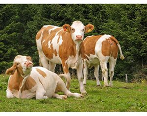 Raza Fleckvieh Simmental