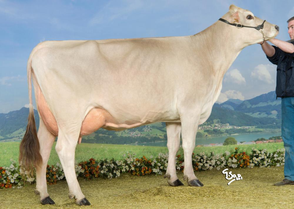 Toro Brown Swiss LOGO GP - Imagen 3