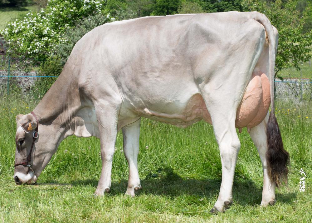 Toro Brown Swiss LARGO - Imagen 3