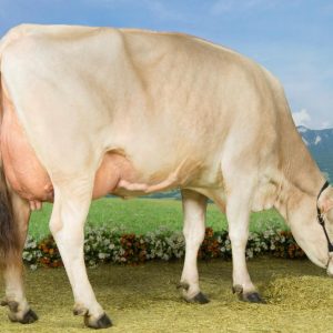Toro Brown Swiss LOGO GP