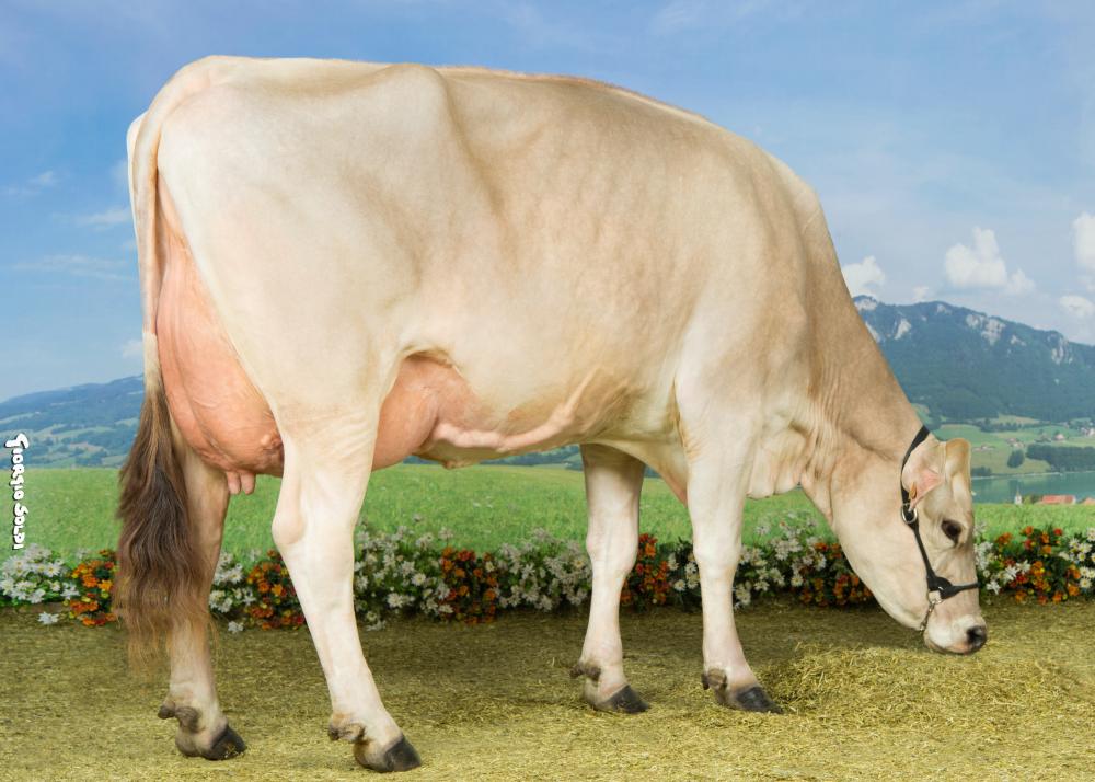 Toro Brown Swiss LOGO GP