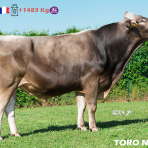 Toro Bronw Swiss Namur