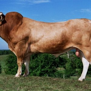 Toro Blonde D'Aquitaine Tinko