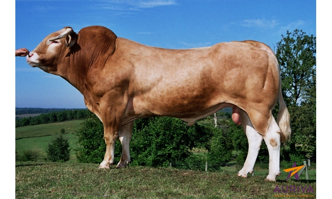 Toro Blonde D'Aquitaine Tinko