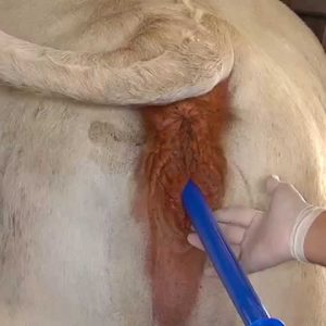 Hormonas para Reproducción Animal