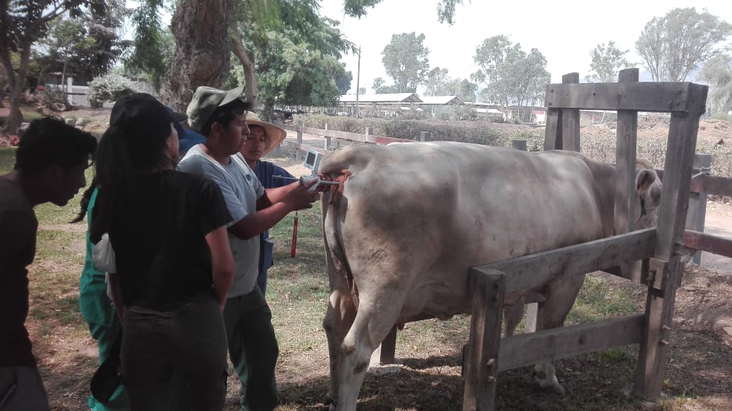 PISTOLA DE INSEMINACIÓN ARTIFICIAL CON CAMARA PARA VACAS - Imagen 9