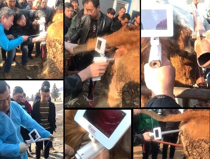 PISTOLA DE INSEMINACIÓN ARTIFICIAL CON CAMARA PARA VACAS - Imagen 2