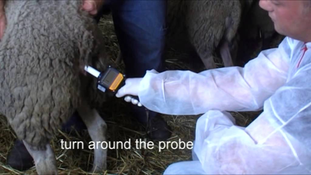 Detector de Ovulación para Vacas y Yeguas - Imagen 2