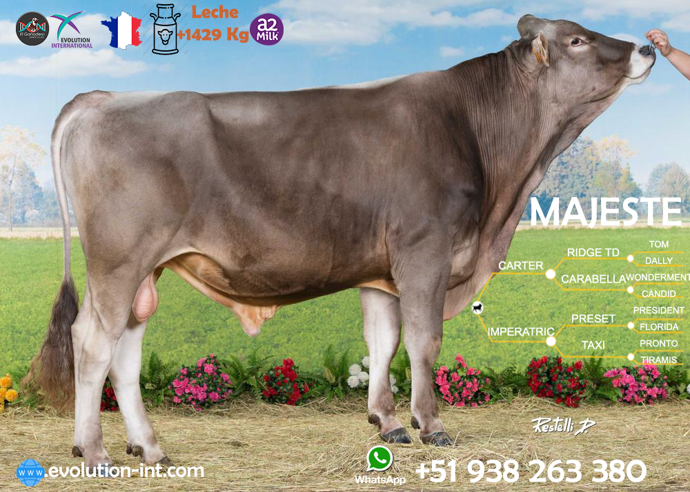Toro Bronw Swiss Majeste el mejor toro