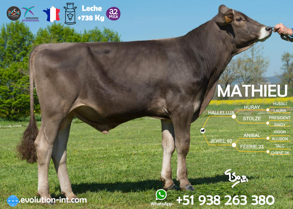 TORO BROWN SWISS MATHIEU