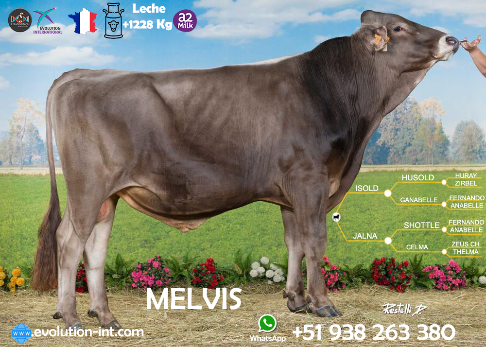 Toros Brown Swiss Melvis Frances