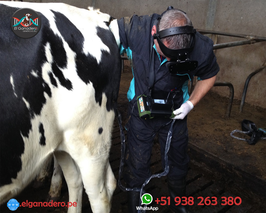 RKU10 Ecógrafo de Ultrasonido Veterinario - Imagen 7
